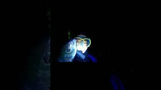 Thumbnail: Night spearfishing Trevally  #nightspearfishing #spearfishing #spearfishingindonesia