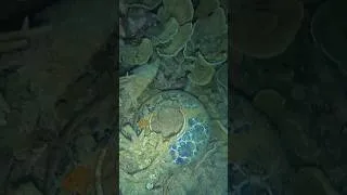 Thumbnail: Treasure,,,? 😱 | Harta karun,,? #nightspearfishing #spearfishing #nightdive