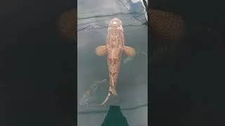 Thumbnail: GROUPER / IKAN KERAPU #short #shorts