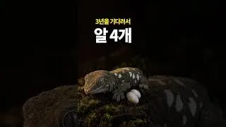 Thumbnail: 크레는 1년에 알 12개, 얘는 4개입니다