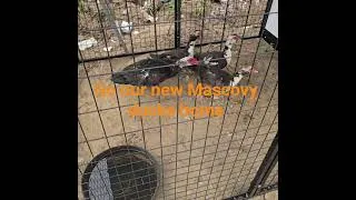 Thumbnail: New to the farm