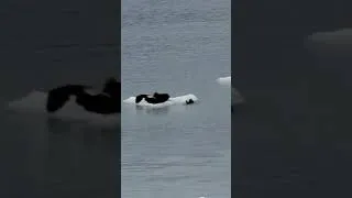 Thumbnail: SEA OTTERS MEETING