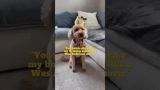 Thumbnail: Puppy’s birthday - Wes Anderson edition 🎂 #shorts #minigoldendoodle
