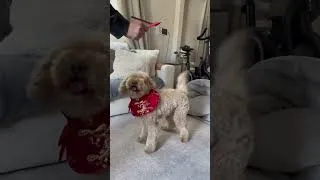 Thumbnail: How to get red packets 🧧 #shorts #minigoldendoodle