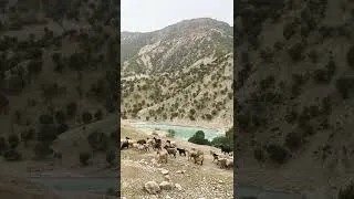 Thumbnail: A view of nomadic life