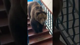 Thumbnail: A bear is walking along the entrance of an apartment building