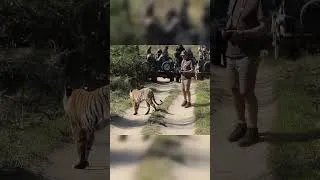 Thumbnail: A tiger almost killed a photographer.