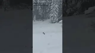 Thumbnail: A bear family runs along a ski slope