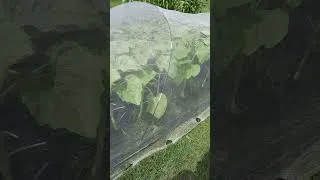 Thumbnail: Will I Win the Rabbit Battle? #garden #gardening