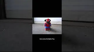 Thumbnail: Nostalgia coming your way! Who remembers Spider-Pug? #spiderman #spidermanbrandnewday #dougthepug