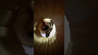 Thumbnail: “POV: You’re being sniffed by a tiny smush-face” -Doug #dogasmr #asmr #pug #dougthepug