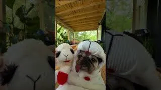 Thumbnail: “Lamby here, Lamby there…I’ve got Lamby’s everywhere!” -Doug