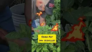 Thumbnail: Small Pepper 🌶 Harvest || DHBG #gardeningforbeginners #gardening #growyourownfood #gardeningtips
