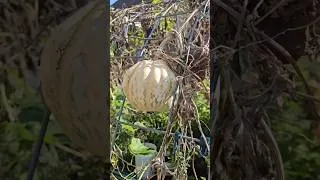 Thumbnail: Ayote Squash Wedged into Panel || DHBG #gardeningforbeginners #gardening #growyourownfood #garden