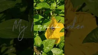 Thumbnail: Fast Mini Garden Tour || DHBG #gardeningforbeginners #garden #growyourownfood #gardening