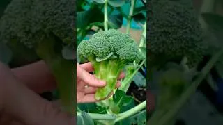 Thumbnail: How Much Food Can a Garden Produce? #growyourownfood #garden