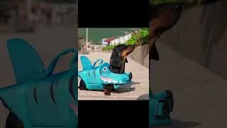Thumbnail: Will This Shark Dachshund Make It to the Beach? #dachshund #cute #funny