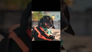 Thumbnail: Puppy Jay vs. Shark: Who's Scared Now?  #dachshund #puppy #cute