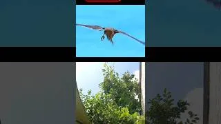 Thumbnail: #birds #gaming #respect #animals #memes