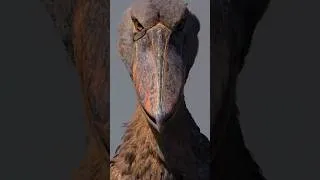 Thumbnail: Living Dinosaurs🤯🦅#wildlife #wildlifefacts #earthscience #wildlifevideo #fyppage #fypviral