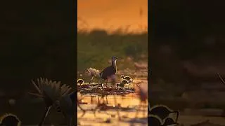 Thumbnail: Unbreakable fatherhood😱🐊#wildlife #wildlifefacts #earthscience #wildlifevideo #fypage #fypviral ￼