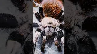 Thumbnail: Tarantula Motherhood😱🕷️￼#wildlife #wildlifefacts #earthscience #wildlifevideo #fyppage #fypviral