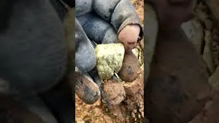 Thumbnail: The mud was hiding something massive #treasurehunt #gold #metaldetecting