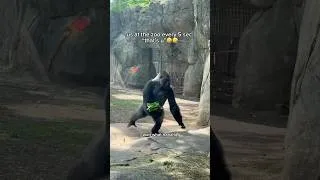 Thumbnail: why are they all so relatable 🤣 #explorepage #nczoo #trending #foryoupage #funny
