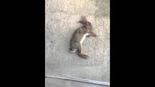 Thumbnail: My cat the mighty hunter