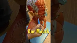 Thumbnail: We and Our Muscles #muscle #muscles #musclebuilding #mdcatpreparation #instagramreels