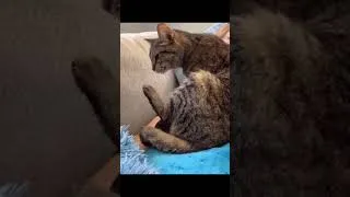 Thumbnail: Laugh Out Loud with the FUNNIEST Cats and Dogs of 2024!