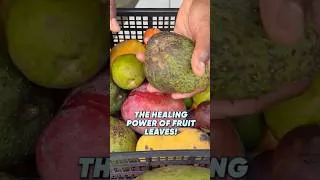 Thumbnail: The Healing Power Of Fruit Leaves!