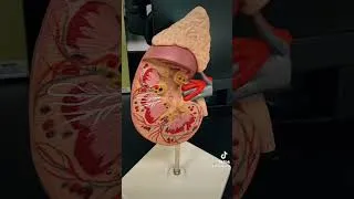 Thumbnail: Anatomy