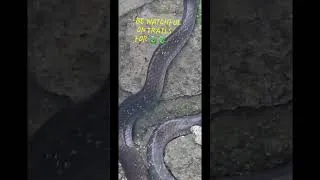 Thumbnail: Snake @Devagiri fort #dangeroussnakes