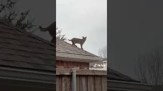Thumbnail: Bobcats came to visit Gizmo and Wicket! 😳 #cat #catsofyoutube #funnyvideo #funnycats #funny