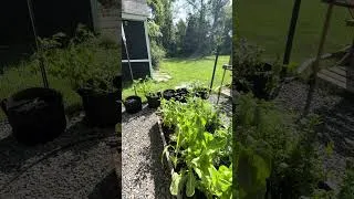 Thumbnail: Garden update
