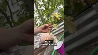 Thumbnail: Tomato plant branches that broke early in the season are coming back! #garden #sapling