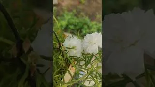 Thumbnail: जहां सुकून मिले