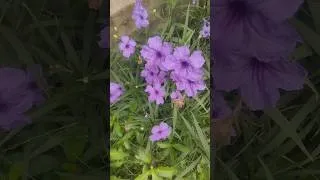 Thumbnail: मेरे garden के beautiful flowers 🌹🌺# #ytshorts #🏡