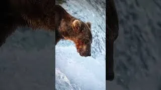 Thumbnail: The Art of Patience #wildlife