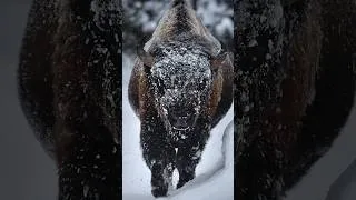 Thumbnail: Frozen Bison - King of Yellowstone #wildlife #nature #wildlifephotography #shorts #shortsvideo
