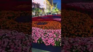 Thumbnail: Hangzhou city flowers at night #china #hangzhouchina #worldtravel #beautifulplace