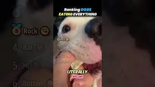 Thumbnail: Rangking dogs eating everything