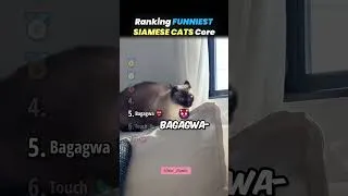 Thumbnail: Rangking funniest siamese cats core