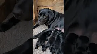 Thumbnail: Black Labrador Mom Nursing Her 6 Precious Puppies 🖤🐾