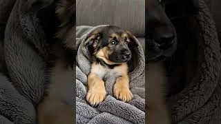Thumbnail: Tiny German Shepherd Puppy Wrapped in a Cozy Blanket 🐶❤️
