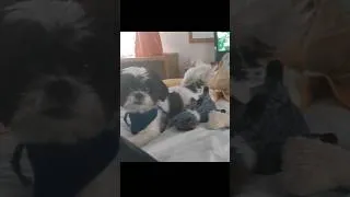 Thumbnail: Parker is Bored | This Shih Tzu is WILD