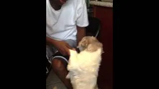 Thumbnail: Dog wants to tango