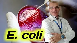 Thumbnail: What are Escherichia coli (E. coli) Bacteria? #shorts