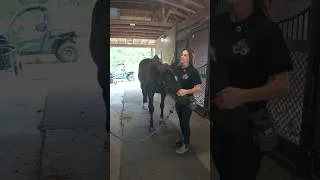 Thumbnail: These beautiful animals need our help 🐴🐕